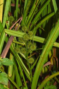 <i>Sparganium erectum</i>