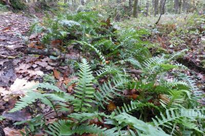 <i>Polypodium vulgare</i>