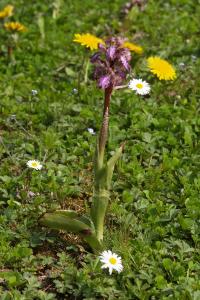 <i>Himantoglossum robertianum</i>