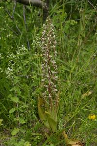<i>Himantoglossum hircinum</i>