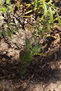 <i>Epipactis helleborine</i>