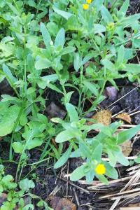 <i>Calendula arvensis</i>