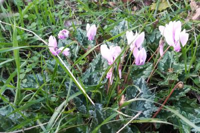 <i>Cyclamen purpurascens</i>