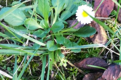 <i>Bellis perennis</i>