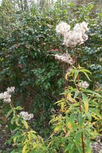 <i>Eupatorium cannabinum</i>