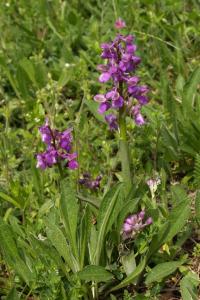 <i>Anacamptis morio</i>