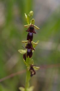 <i>Ophrys insectifera</i>