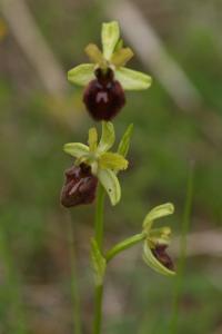 <i>Ophrys aranifera</i>