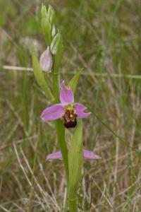 <i>Ophrys apifera</i>