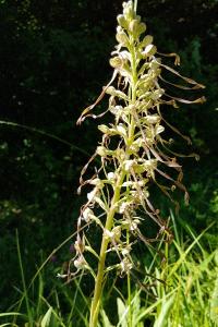 <i>Himantoglossum hircinum</i>