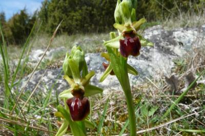<i>Ophrys aranifera</i>