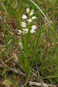 <i>Cephalanthera longifolia</i>