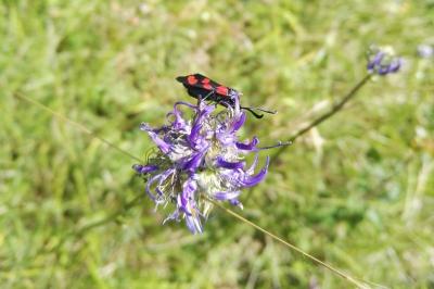 <i>Phyteuma orbiculare</i>