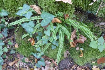<i>Asplenium trichomanes</i>