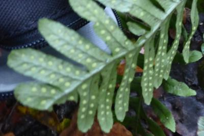 <i>Polypodium vulgare</i>