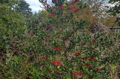 <i>Ilex aquifolium</i>