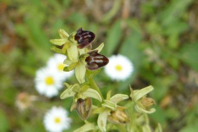 <i>Ophrys aranifera</i>