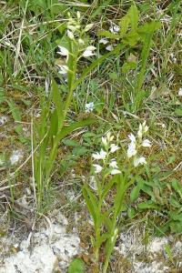 <i>Cephalanthera longifolia</i>