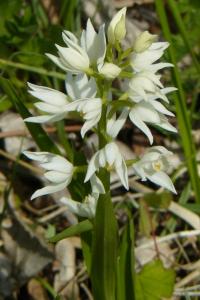 <i>Cephalanthera longifolia</i>