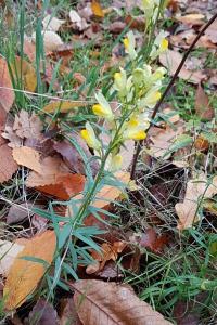 <i>Linaria vulgaris</i>