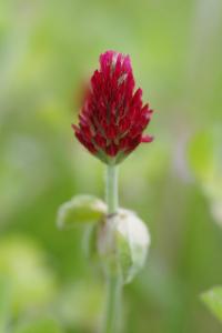 <i>Trifolium incarnatum</i>