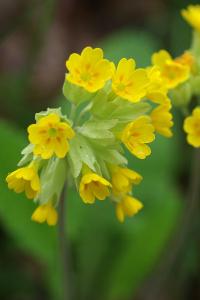 <i>Primula veris</i>