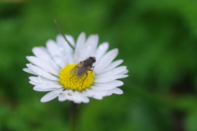 <i>Bellis perennis</i>