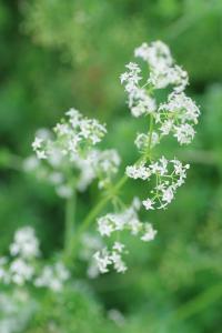 <i>Galium mollugo</i>