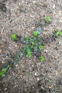 <i>Sherardia arvensis</i>