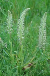 <i>Himantoglossum hircinum</i>