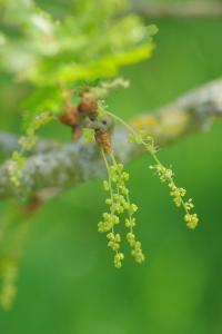 <i>Quercus robur</i>