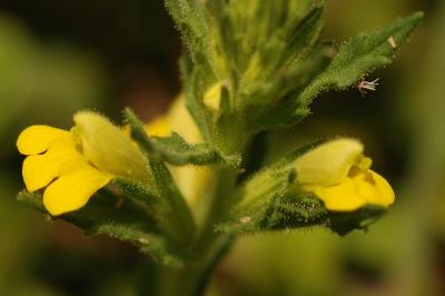 <i>Bellardia viscosa</i>