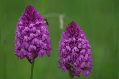 <i>Anacamptis pyramidalis</i>