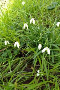<i>Galanthus nivalis</i>