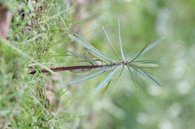 <i>Euphorbia lathyris</i>