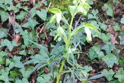 <i>Helleborus foetidus</i>