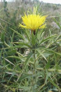 <i>Carthamus lanatus</i>