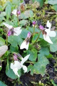 <i>Viola alba</i>