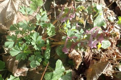 <i>Corydalis solida</i>
