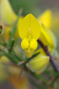 <i>Ulex europaeus</i>