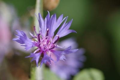 <i>Cyanus segetum</i>