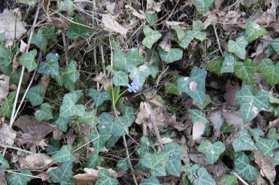 <i>Scilla bifolia</i>