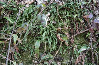 <i>Asplenium trichomanes</i>