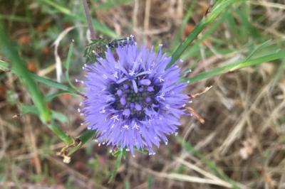 <i>Jasione montana</i>