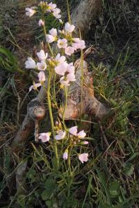 <i>Cardamine pratensis</i>