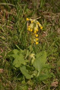 <i>Primula veris</i>