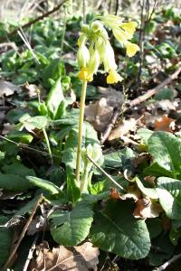 <i>Primula veris</i>
