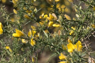 <i>Ulex europaeus</i>