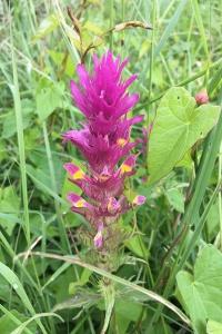 <i>Melampyrum arvense</i>