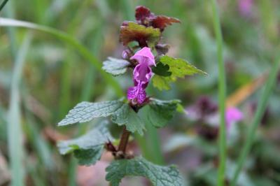 <i>Lamium maculatum</i>